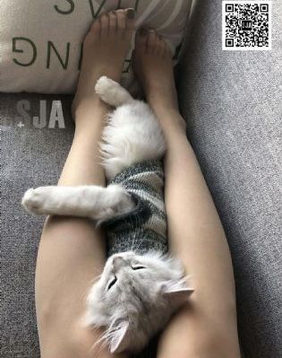 半妖倾城电视剧
